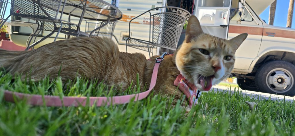 An orange tabby cat laying in the grass with his tongue out and a blade of grass on it.